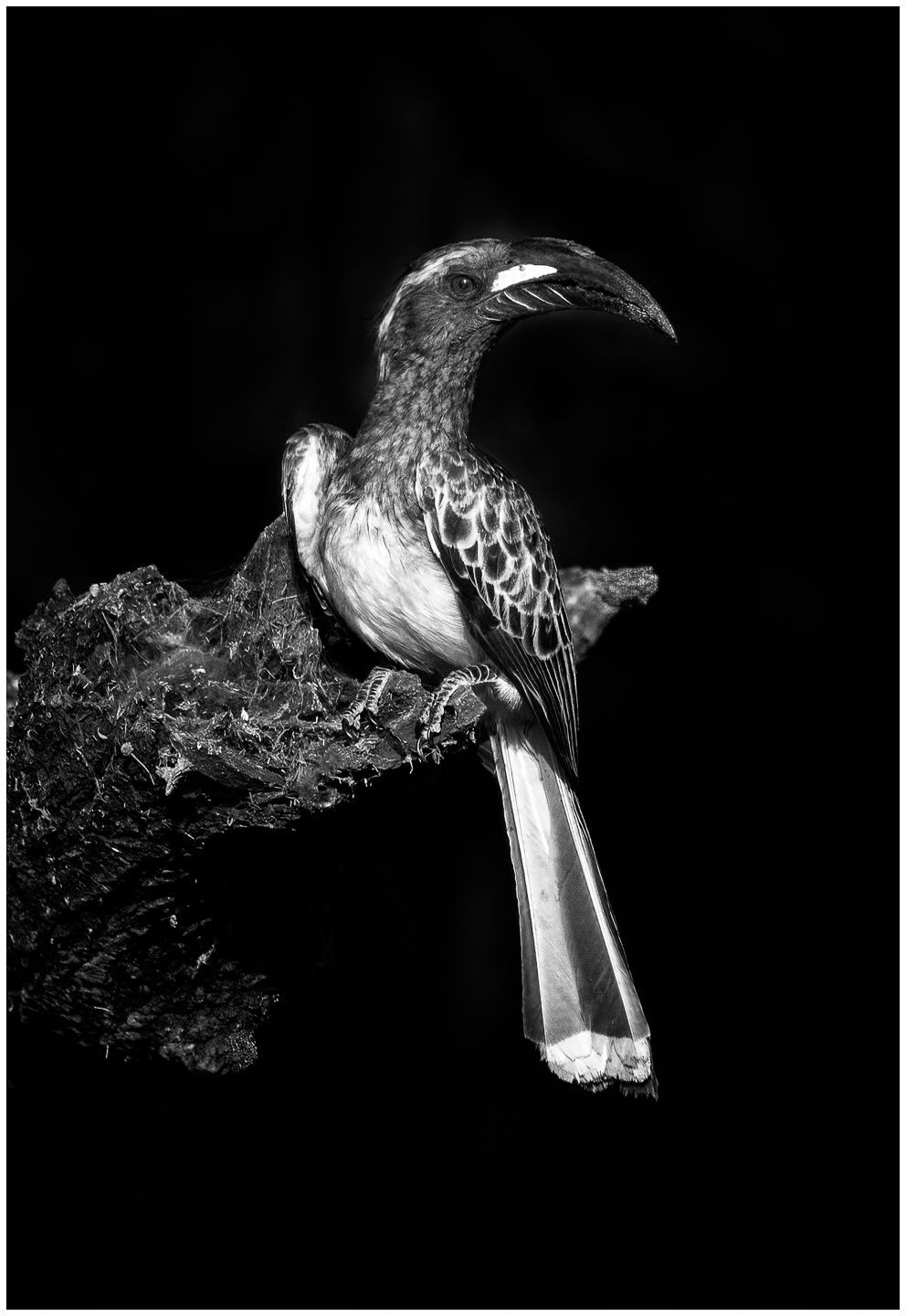 3rd PrizeOpen Mono In Class 3 By Margaret Udinski For African Grey Hornbill Tanzania NOV-2020.jpg